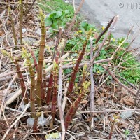 Japanese Knotweed